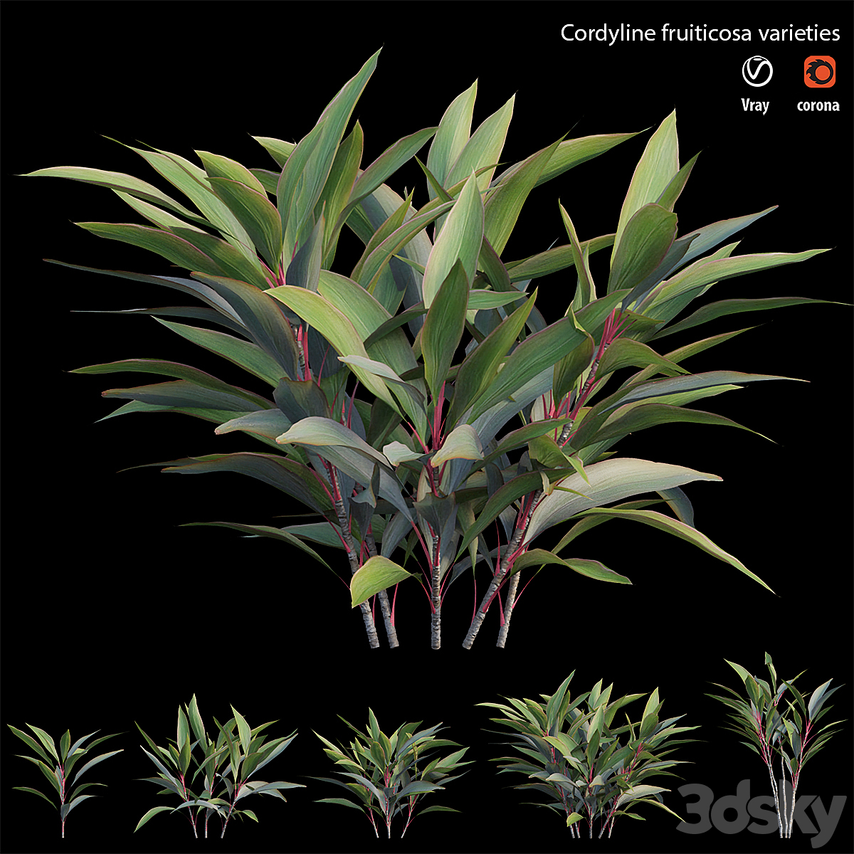 Cordyline fruiticosa varieties_小熊猫超级