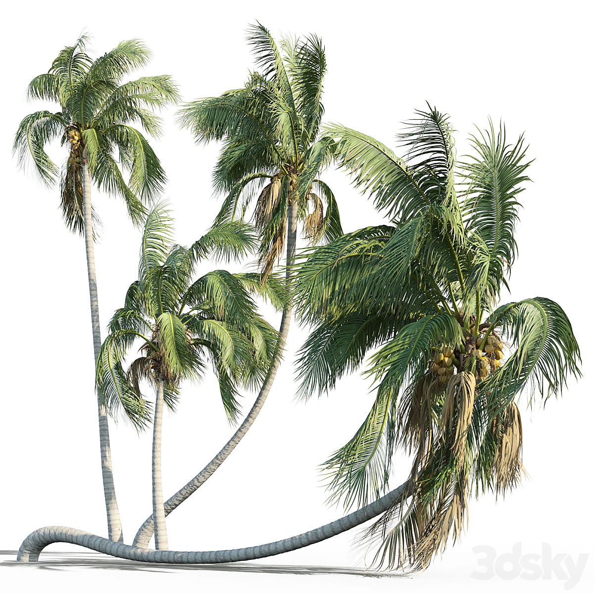 Cocos nucifera palm 2012_小熊猫超级