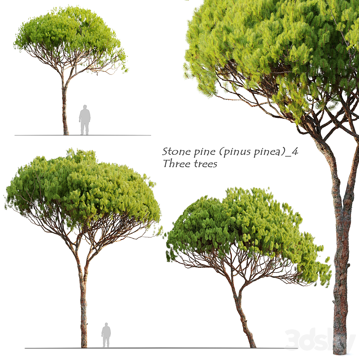 石材 pine 4_小熊猫超级