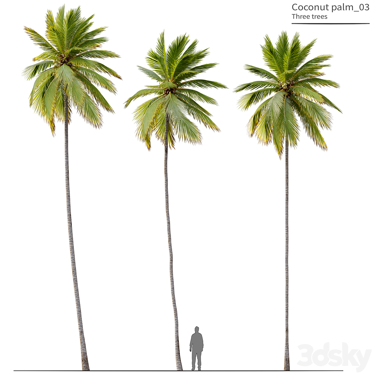 Coconut palm 3_小熊猫超级