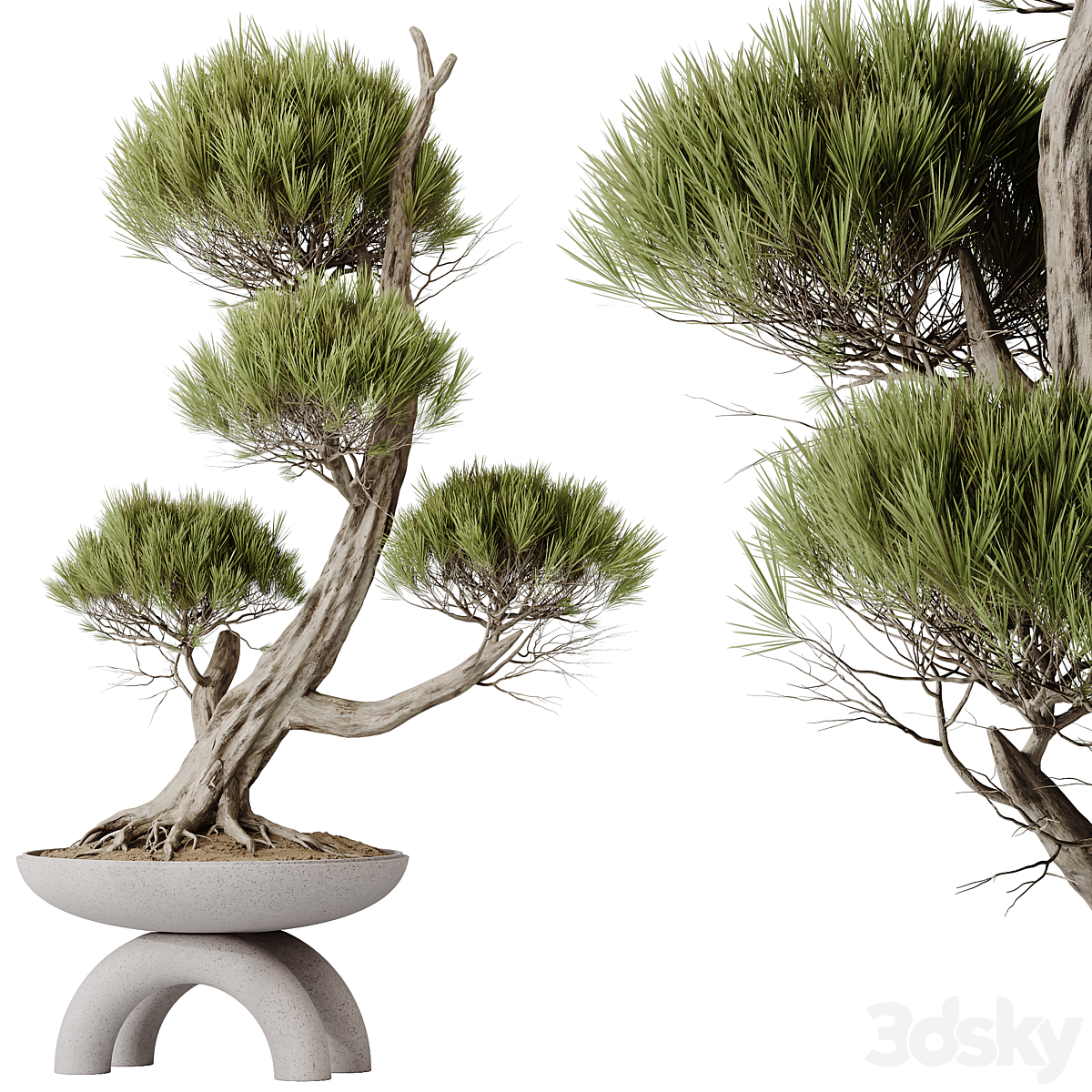HousePlants Bonsai Pinus Pentaphylla Thunbergii13_小熊猫超级