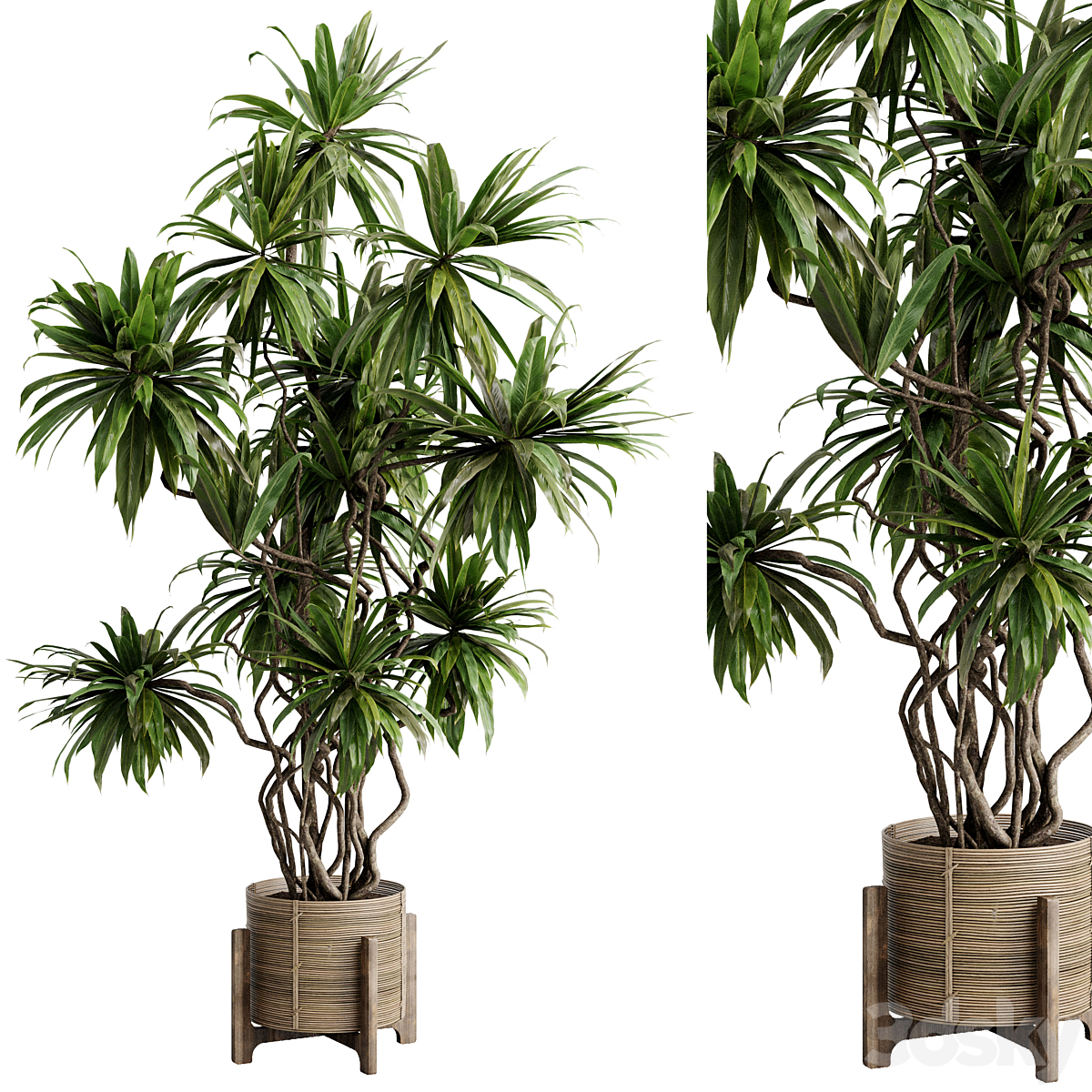 Palm 植物 a 木质 pot - 套装 indoor 植物 637_小熊猫超级