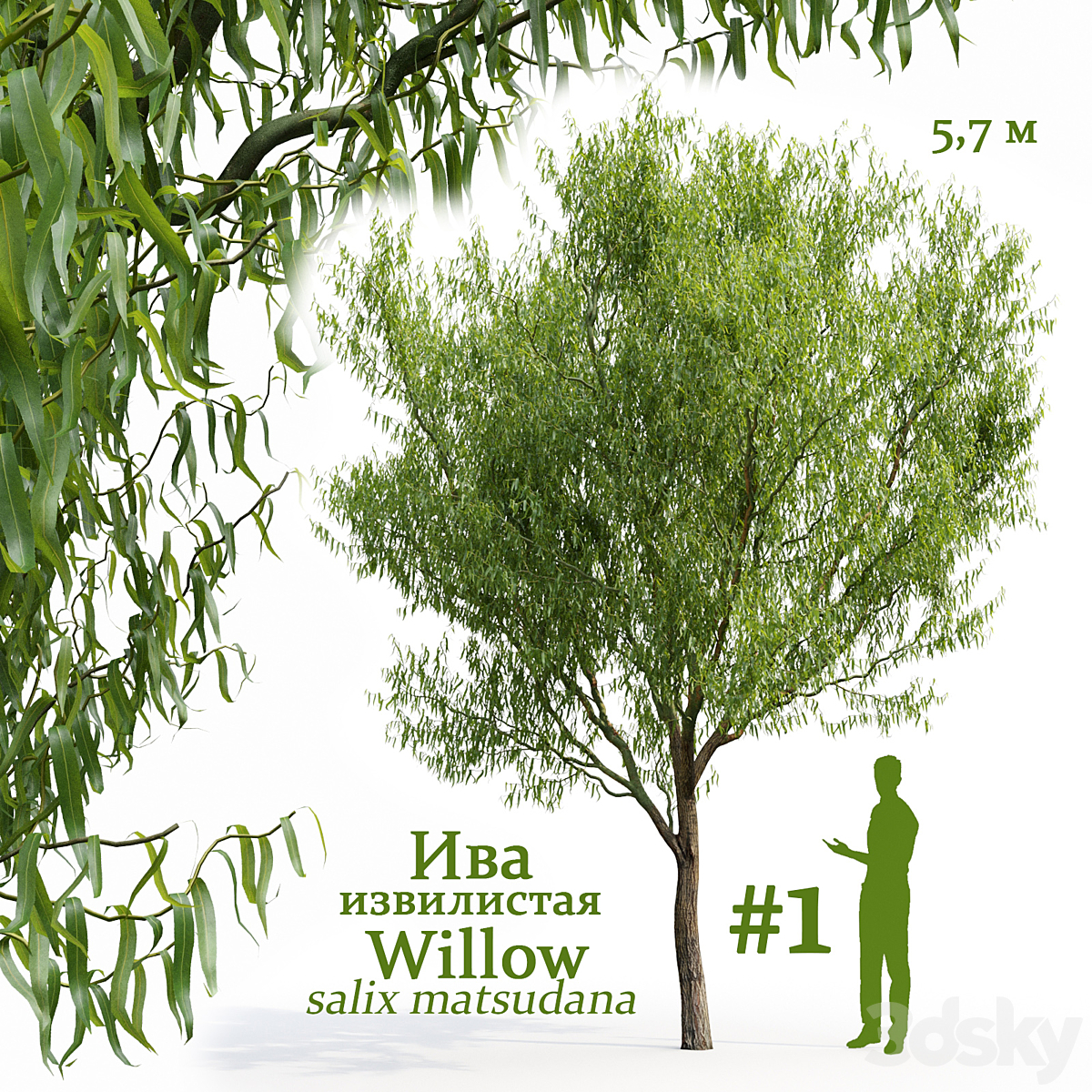 Willow V1 2016_小熊猫超级