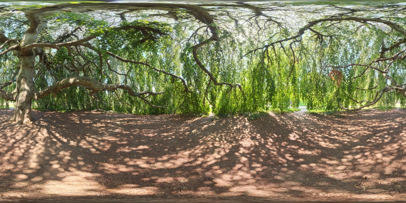 Green Sanctuary_小熊猫超级