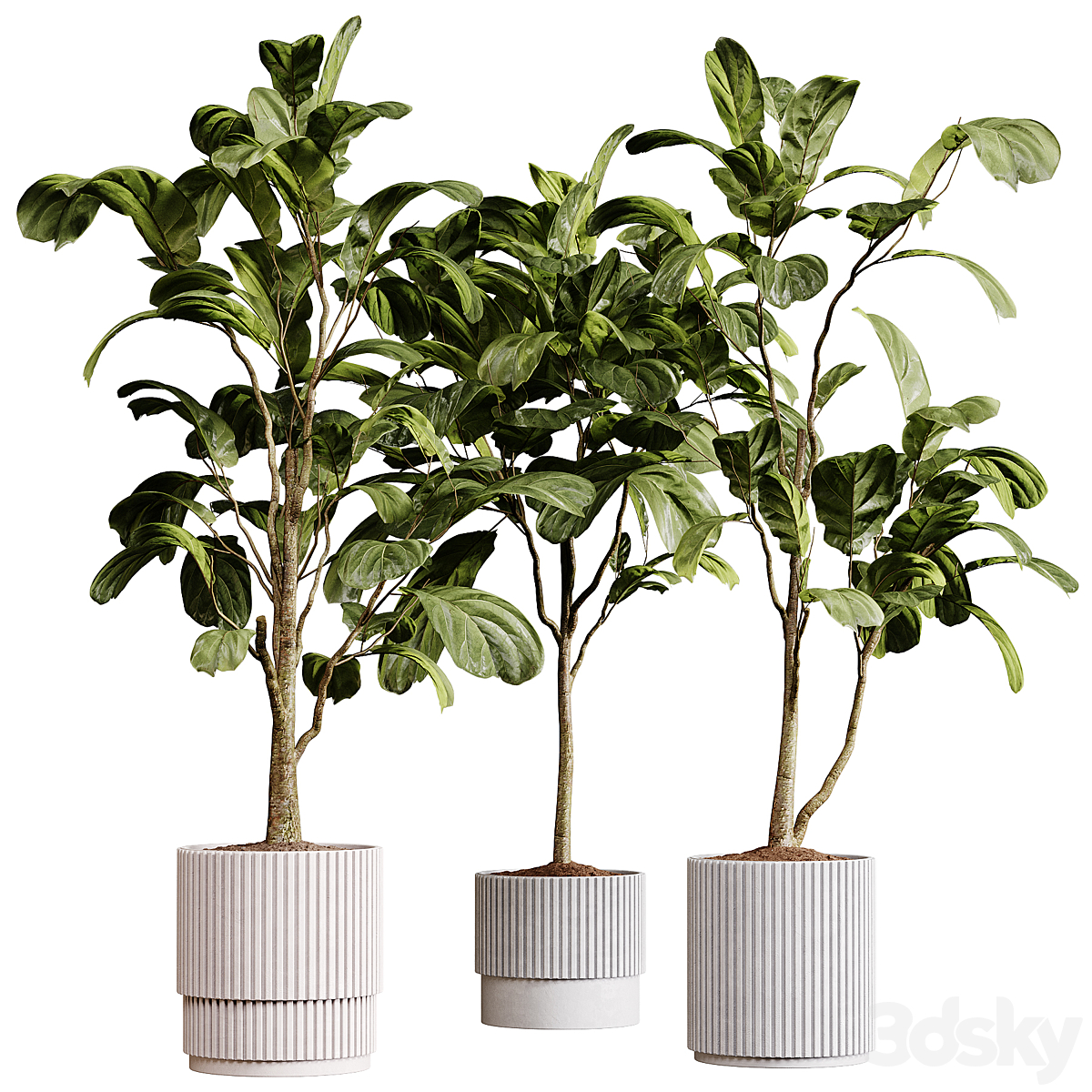 indoor 植物 93- 植物 collections pot_小熊猫超级