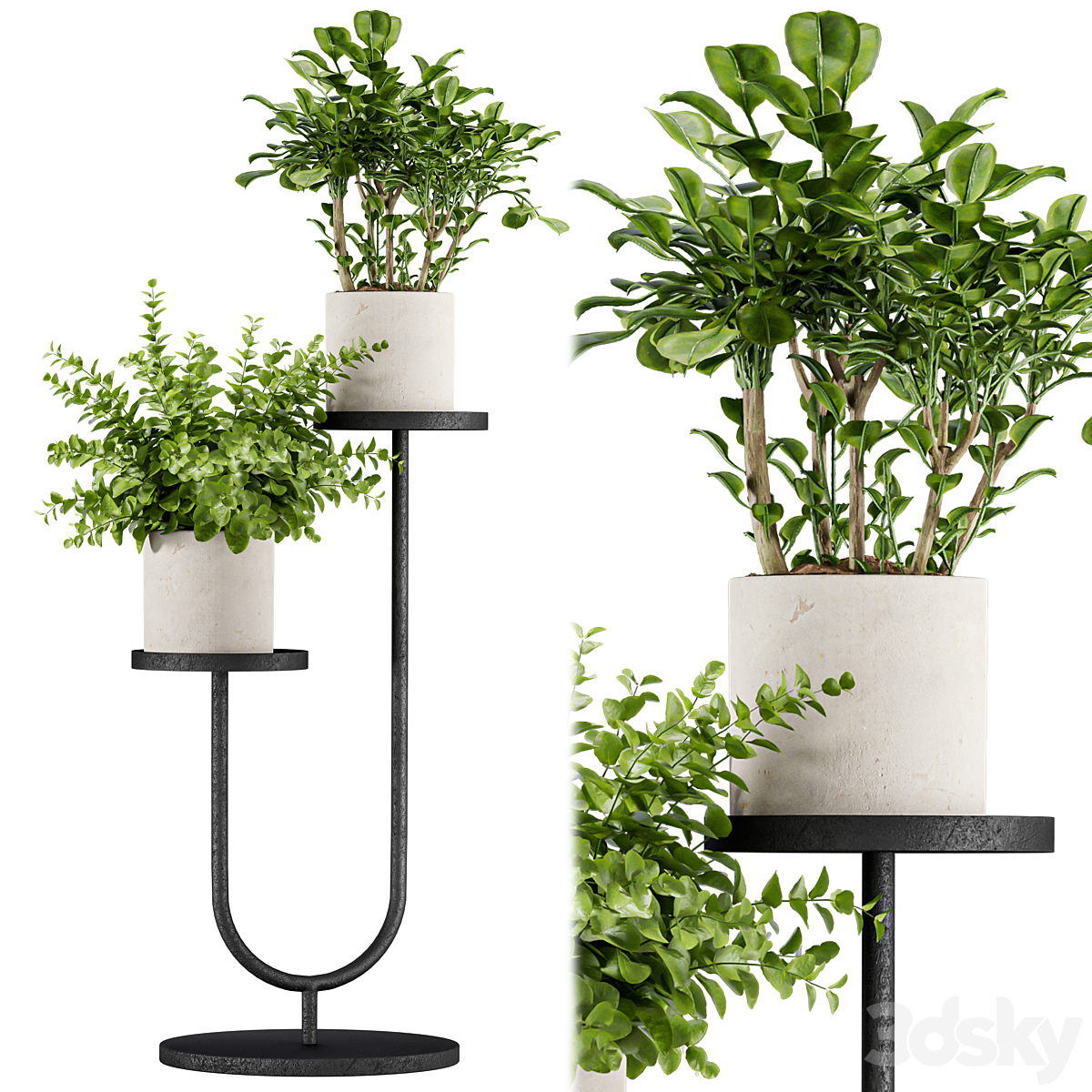 Indoor 植物 套装 147_小熊猫超级