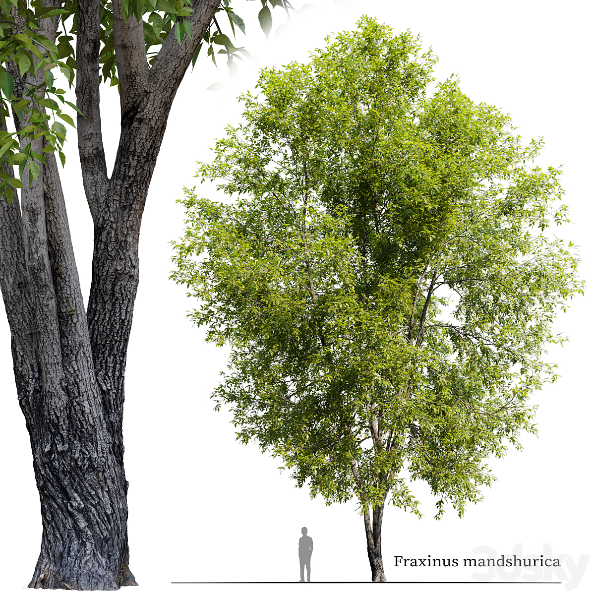 Fraxinus mandshurica 2_小熊猫超级